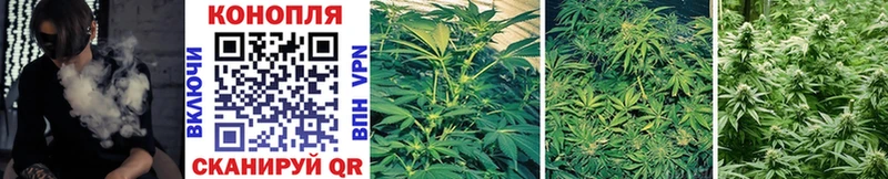 Каннабис SATIVA & INDICA  где можно купить наркотик  Олонец 